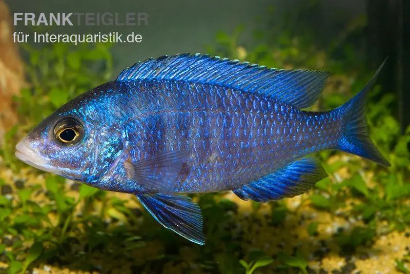 Weißlippen-Phenochilus, Placidochromis phenochilus mdoka, DNZ