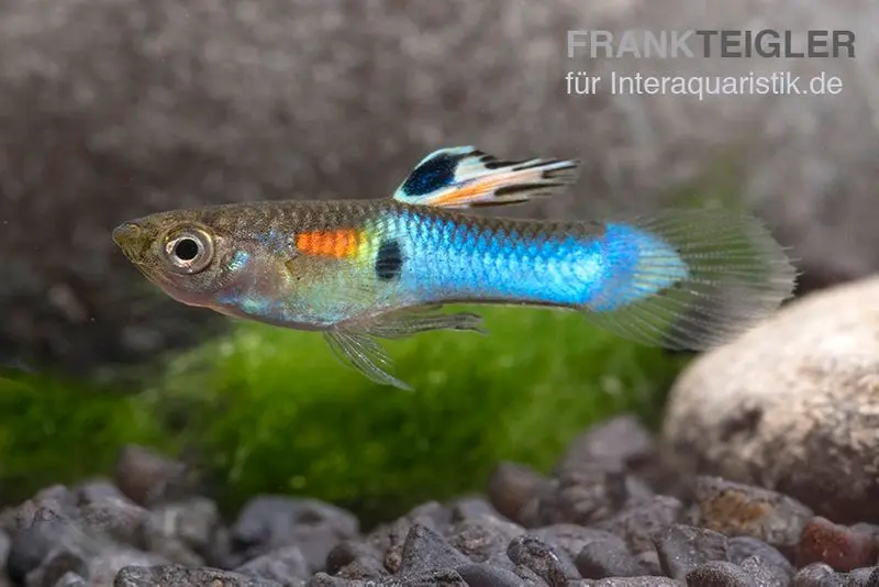 Neon Blue Endler Guppy, Poecilia wingei "Neon blue"