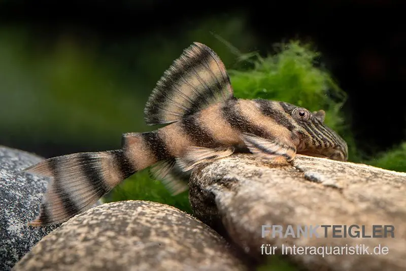 Harnischwels, L397, Panaqolus sp.