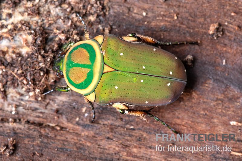 Grüner Mini-Rosenkäfer, Amauroleucocelis lunata