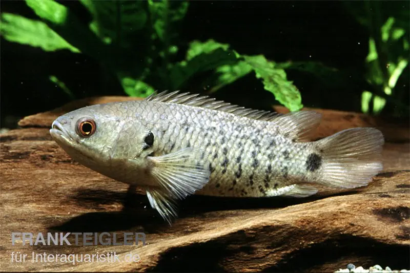 Kletterfisch, Anabas testudineus