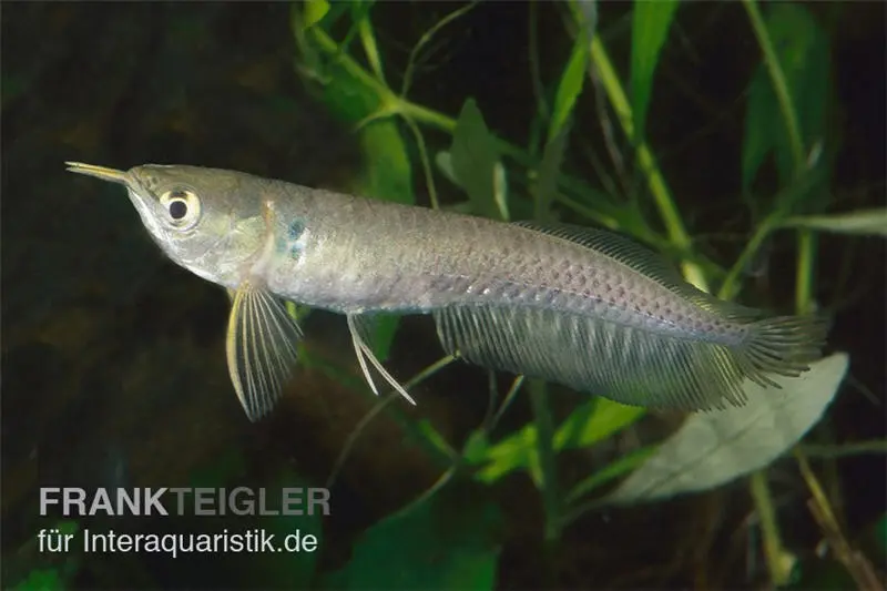 Arowana, Osteoglossum bicirrhosum