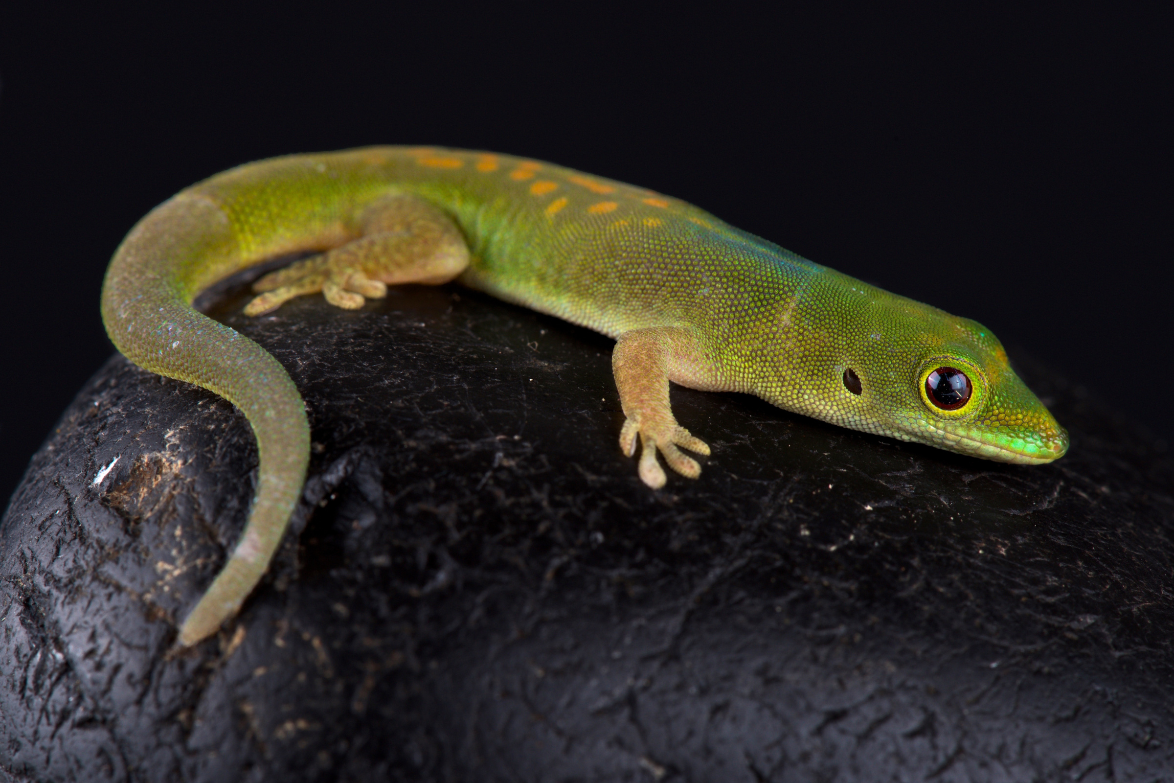 Pasteurs Taggecko, Phelsuma pasteuri