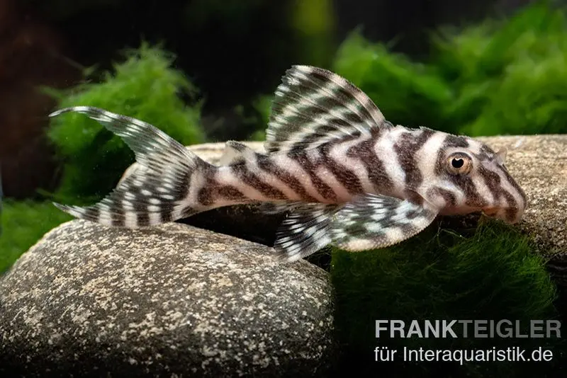 Zebra-Harnischwels, Hypancistrus spec. L173b "NEW ZEBRA", 4-5 cm