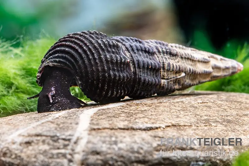 Schwarze Perlhuhnschnecke, Tylomelania patriarchalis