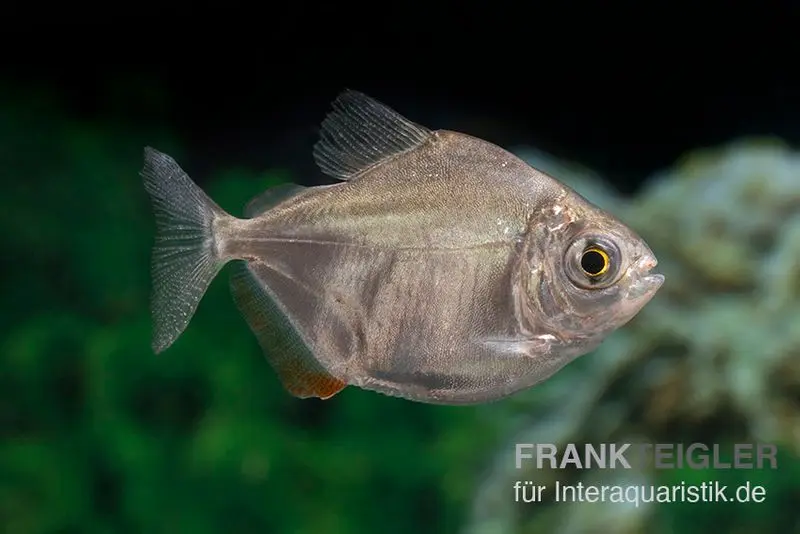 Dickkopf-Scheibensalmler, Metynnis hypsauchen, 3-4 cm