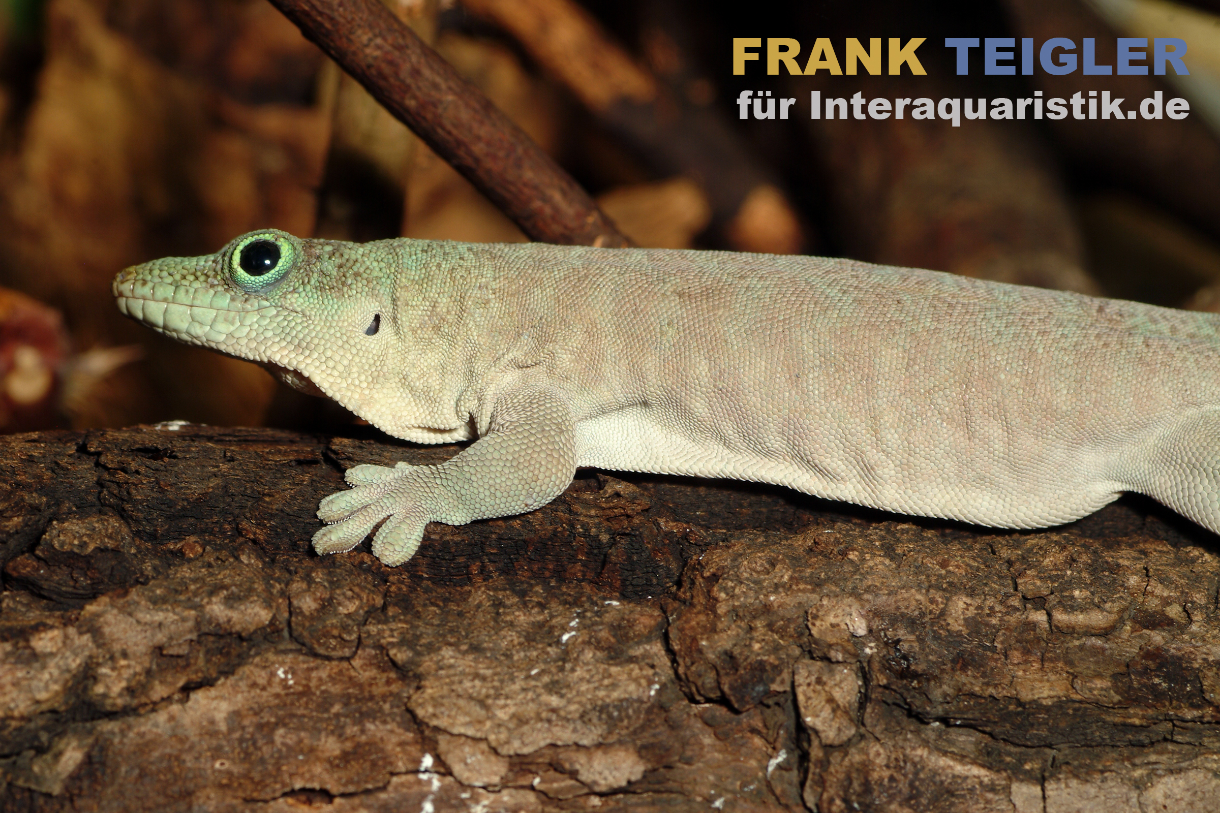 Querstreifentaggecko, Phelsuma standingi