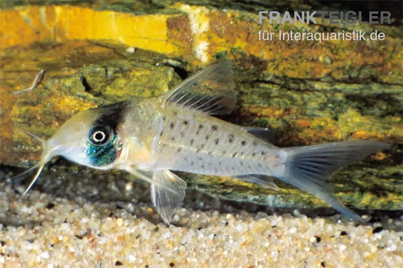 SychrI-Panzerwels, Corydoras sychri