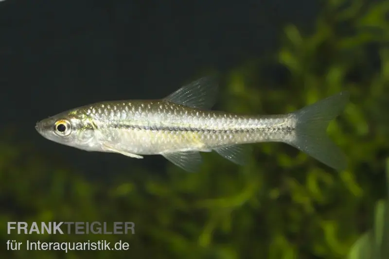 Blaubandbärbling, Pseudorasbora parva (Kaltwasser & Warmwasser)