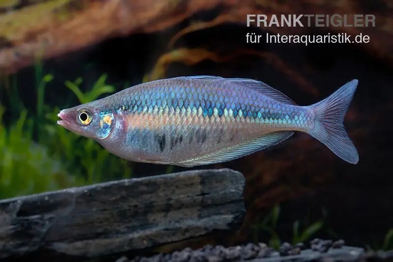 Gestreifter Regenbogenfisch, Chilatherina fasciata, 5 Tiere