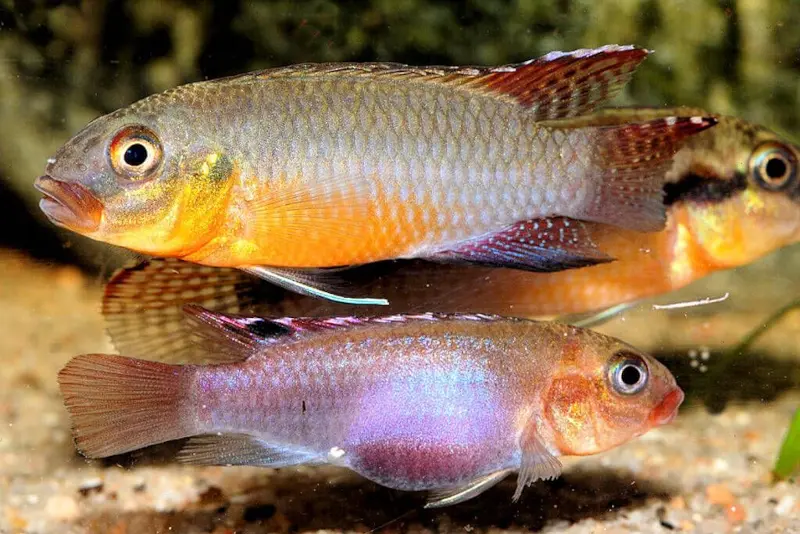 Sabinae-Zwergbuntbarsch, Congochromis sabinae