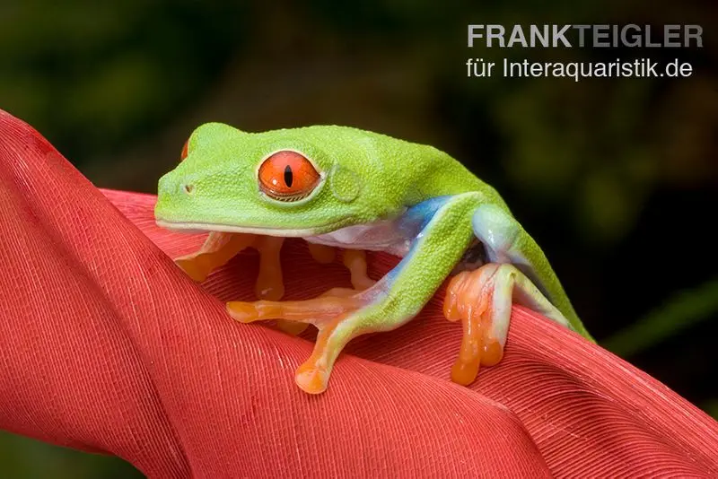 Rotaugenlaubfrosch, Agalychnis callidryas DNZ