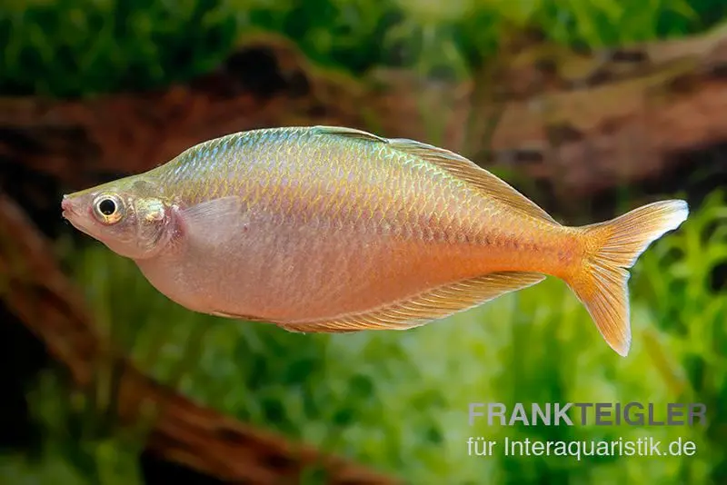 Blehers-Regenbogenfisch, Chilatherina bleheri, 5 Tiere