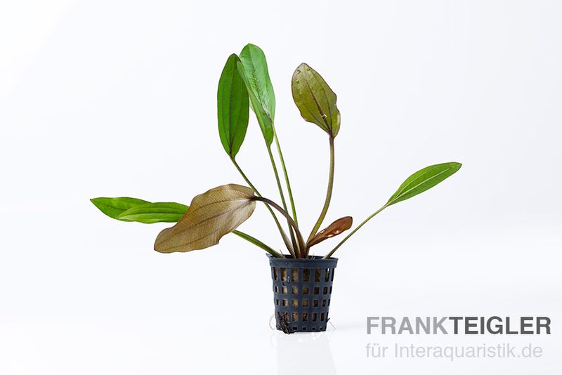 Stoffels Schwertpflanze, Echinodorus "Frans Stoffels", im Topf
