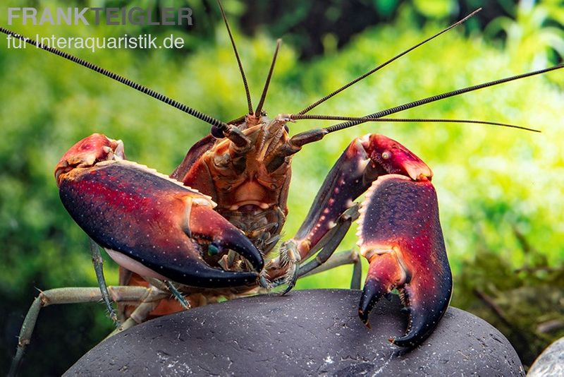 Roter Papuakrebs, Cherax boesemani (Cherax Red Brick), Zufällig ausgewählt