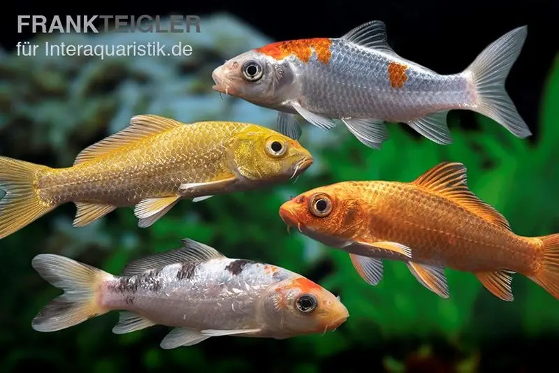 Koi Farbmix, Cyprinus carpio, klein (6-8 cm)