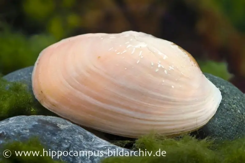 Regenbogenmuschel, Uniandra sp.