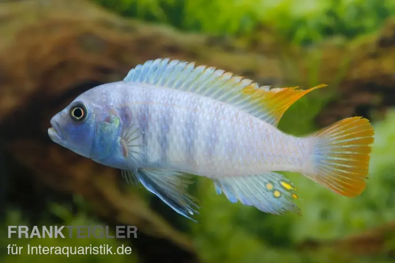 Eisblauer Zebra, Maylandia (Metriaclima) greshakei