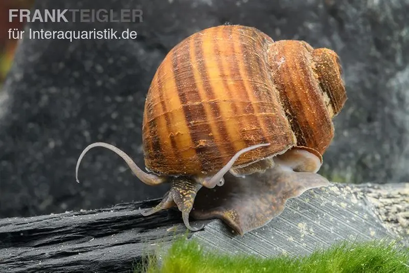 Gerillte Apfelschnecke, Lanistes lybicus