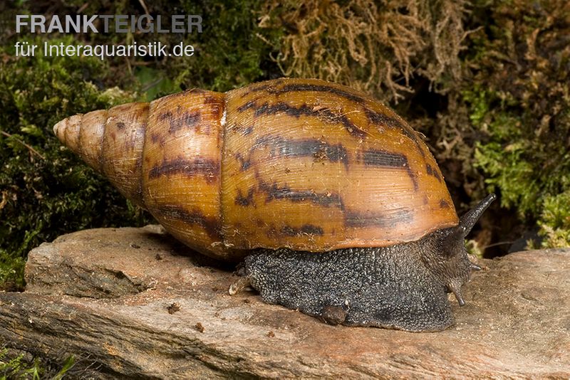 Tiger-Achatschnecke, Achatina achatina