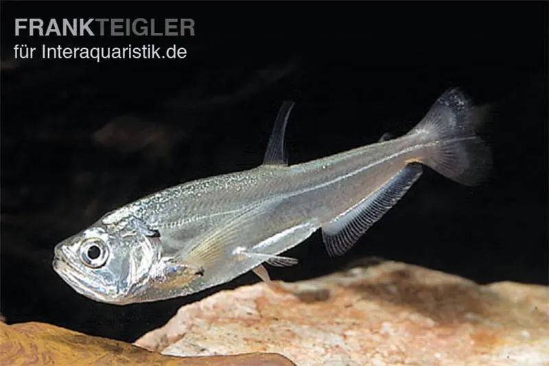 Payara, Hundezahnsalmler, Hydrolycus scomberoides