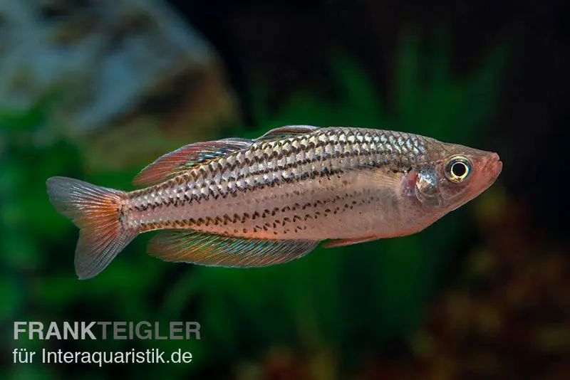 Starche-Creek-Regenbogenfisch, Melanotaenia maccullochi "Starche Creek", 5 Tiere