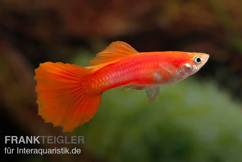 Guppy Triangel vollrot, Poecilia reticulata