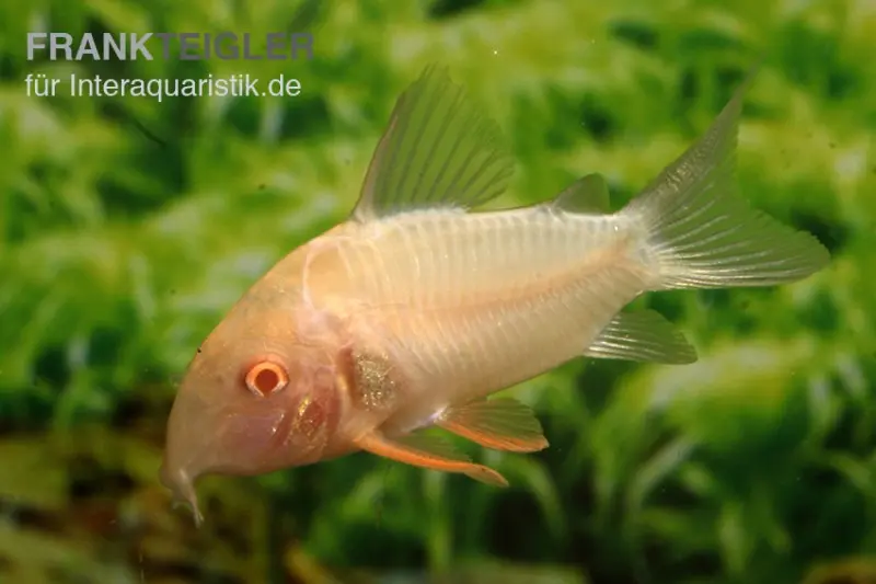 Sterbas Panzerwels, gold, Corydoras sterbai, gold