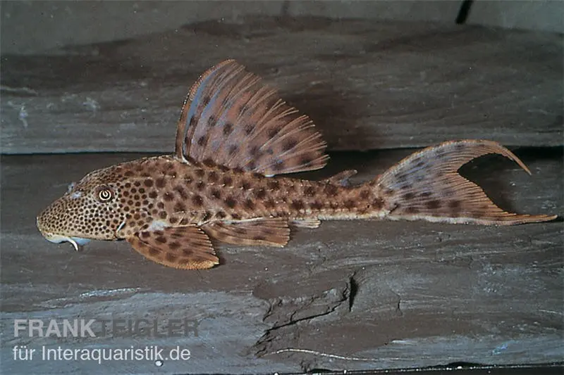 Augenflecken-Trugschilderwels, L 36, Ancistomus spilomma sp. RIO ARAGUAIA