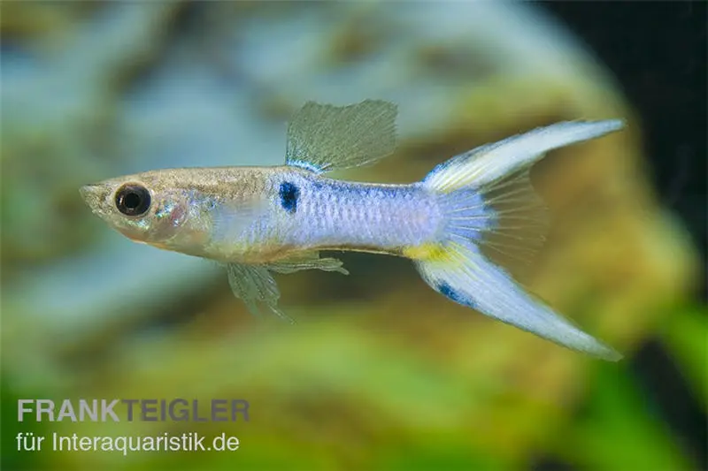 Endler Guppy Japan Blue, Poecilia wingei (Minifisch)