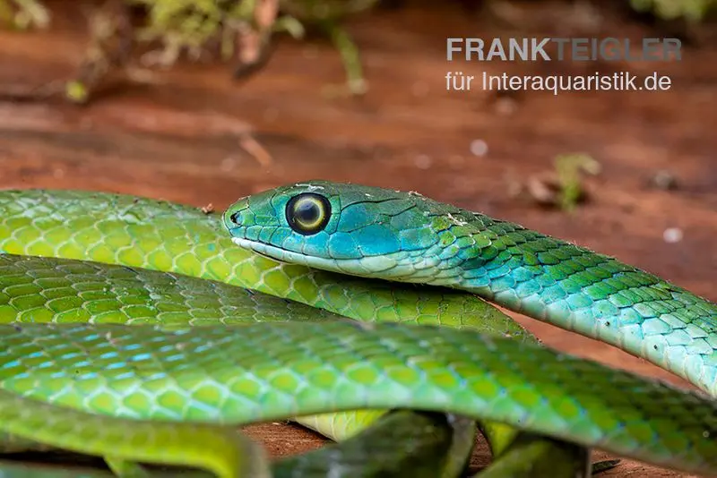 Afrikanische Strauchnatter, Philothamnus semivariegatus