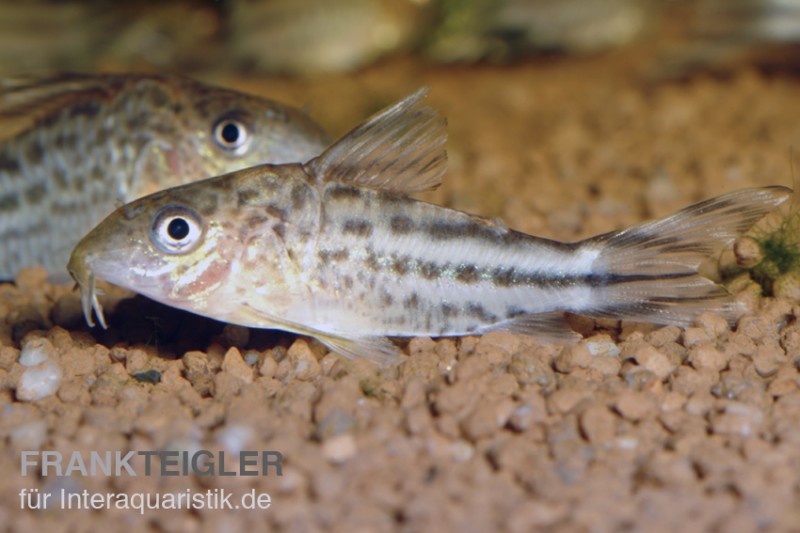 Flaggenschwanz-Panzerwels, Corydoras robinae