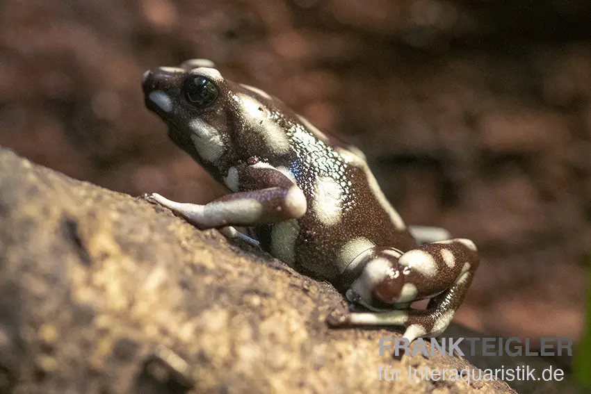 Marañón-Baumsteiger, Excidobates mysteriosus