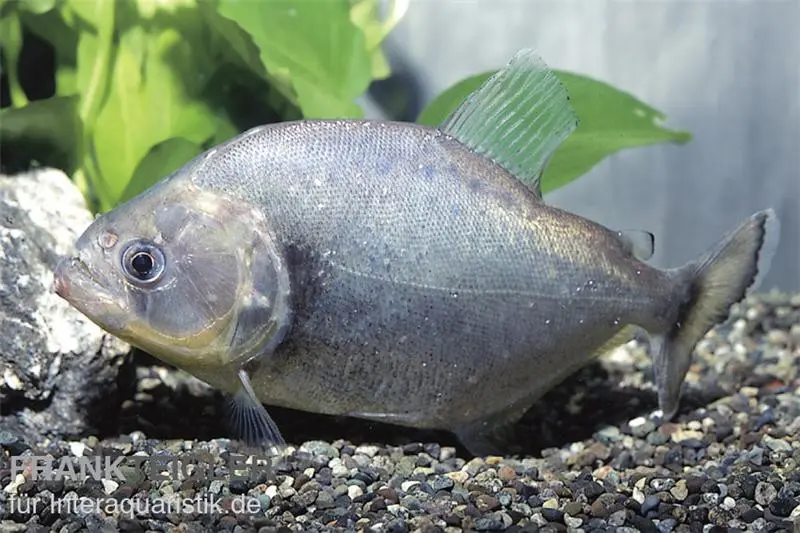 Schwarzer Piranha, Serrasalmus rhombeus