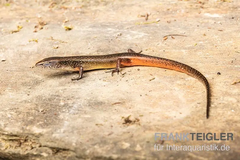 Togo-Skink, Panaspis togoensis