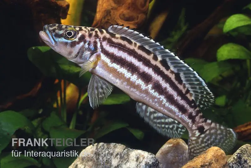 Vierstreifen-Lamprologus, Lepidiolamprologus nkambae