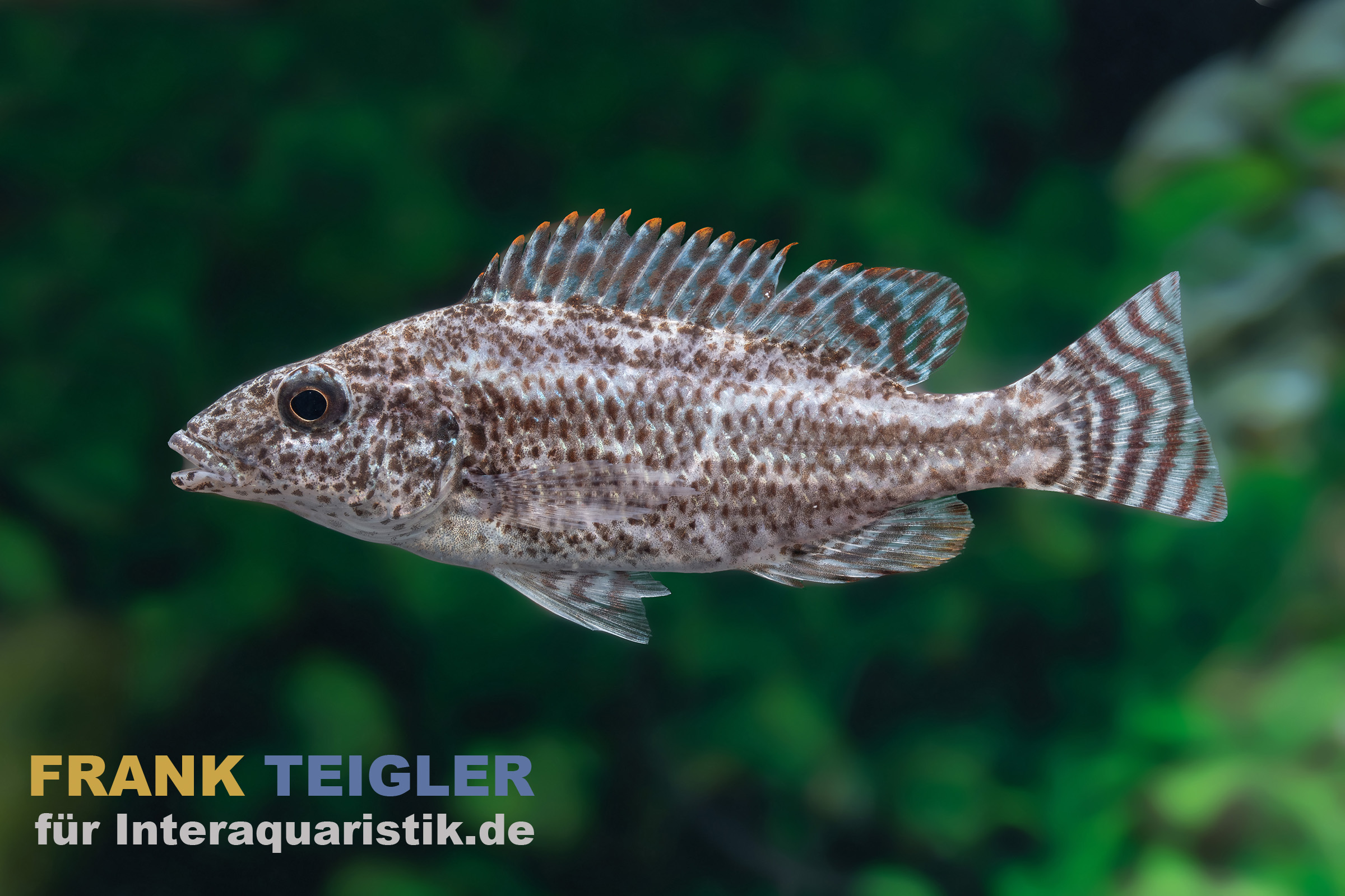 Rüsselbaulbrüter, Nimbochromis linni