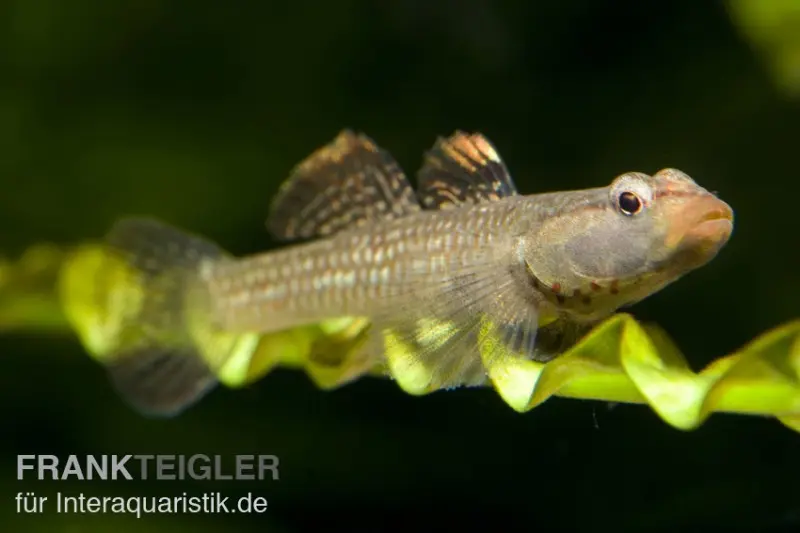 Weißwangengrundel, Rhinogobius duospilus