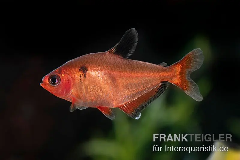 Blutsalmler, Hyphessobrycon eques, DNZ Super-Rot