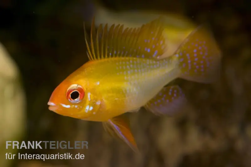 Schmetterlingsbuntbarsch gold, Mikrogeophagus ramirezi, DNZ