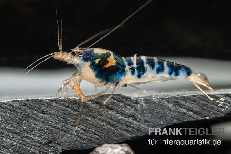 Blue Calceo Garnele, Caridina sp.