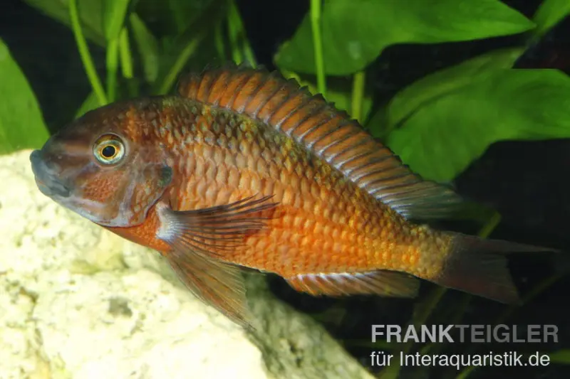 Roter Schwanzstreifen-Moorii, Tropheus moorii "Moliro"