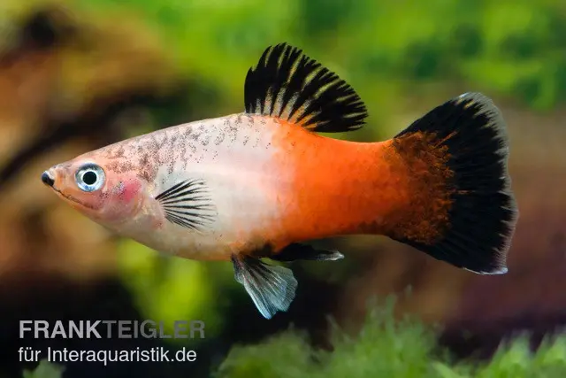 Showa Tricolor Platy, Xiphophorus maculatus