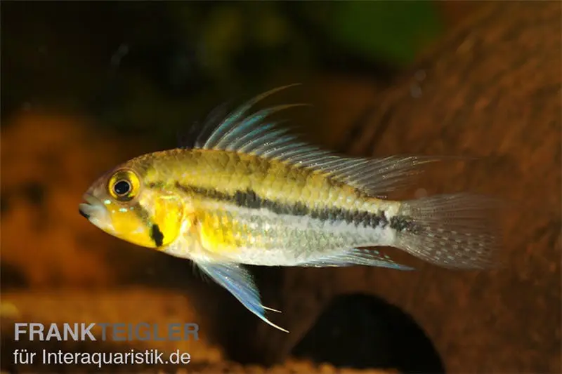 Jurua Zwergbuntbarsch, Apistogramma juruensis