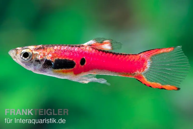 Endler-Guppy magenta, Poecilia wingei, Weibchen