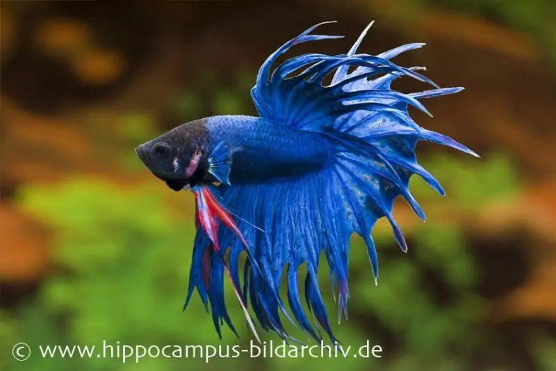 Crown Tail Kampffisch blau, Männchen, Betta splendens