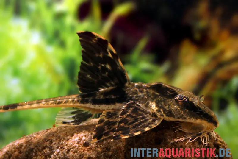 Zügelstrich-Hexenwels, Loricaria sp. Rio Atabapo