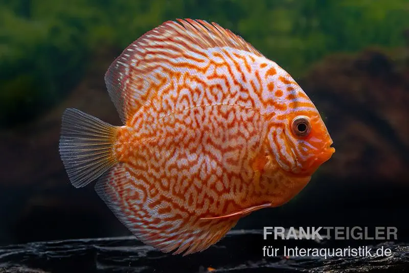 Diskusfisch ASIA-NZ, Symphysodon discus Leopard green