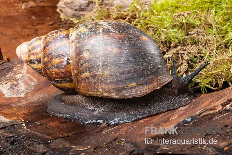 Große Achatschnecke, Archachatina marginata ovum