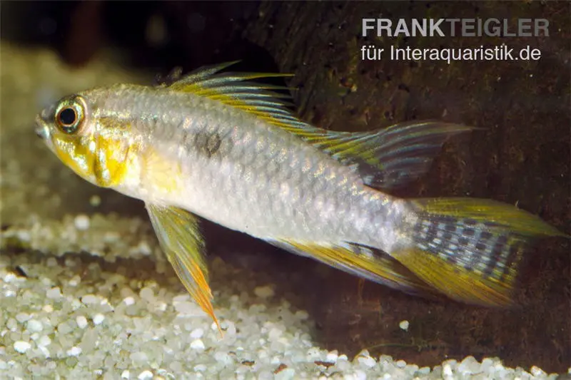 Zweistreifen-Zwergbuntbarsch, Apistogramma bitaeniata, paar